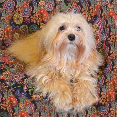 Bailey OpStoelPercy 4363