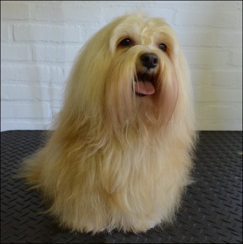Bailey