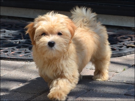 Bailey2013 1244