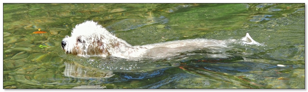 zwembeest breed dordogne1