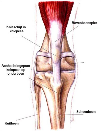 knie-normaal